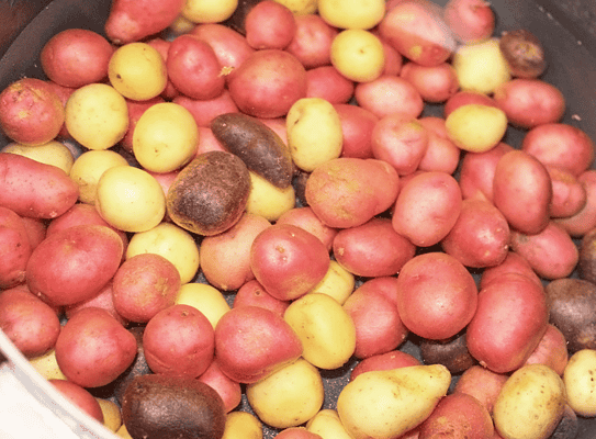 Bowl of mixed petite potatoes